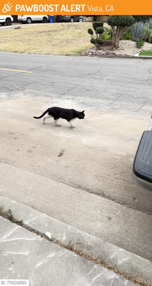 Found/Stray Unknown Cat last seen Apollo and E Indian Rock Rd, Vista CA 92084, Vista, CA 92084