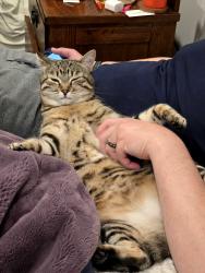 Lost Female Cat last seen Near s, Sandy, UT 84070