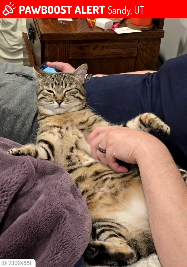 Lost Female Cat last seen Near s, Sandy, UT 84070
