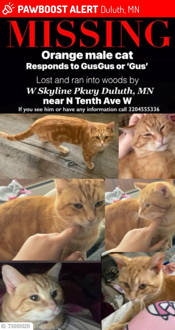 Lost Male Cat last seen W skyline pkwy near N Tenth Ave W most likely in woods, Duluth, MN 55806