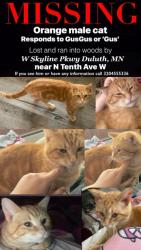 Lost Male Cat last seen W skyline pkwy near N Tenth Ave W most likely in woods, Duluth, MN 55806