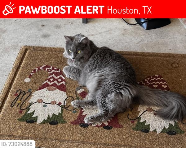 Lost Male Cat last seen Near Lawrence Park, and 7TH 1/2 ST, Houston, TX 77007