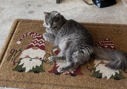 Lost Male Cat last seen Near Lawrence Park, and 7TH 1/2 ST, Houston, TX 77007