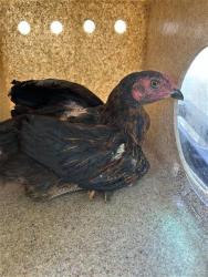 Shelter Stray Unknown Poultry last seen DEER LAKE DR & DEER HILL DR, 2127 Front St, Sacramento, CA 95818, USA