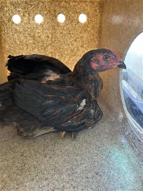 Shelter Stray Unknown Poultry last seen DEER LAKE DR & DEER HILL DR, 2127 Front St, Sacramento, CA 95818, USA