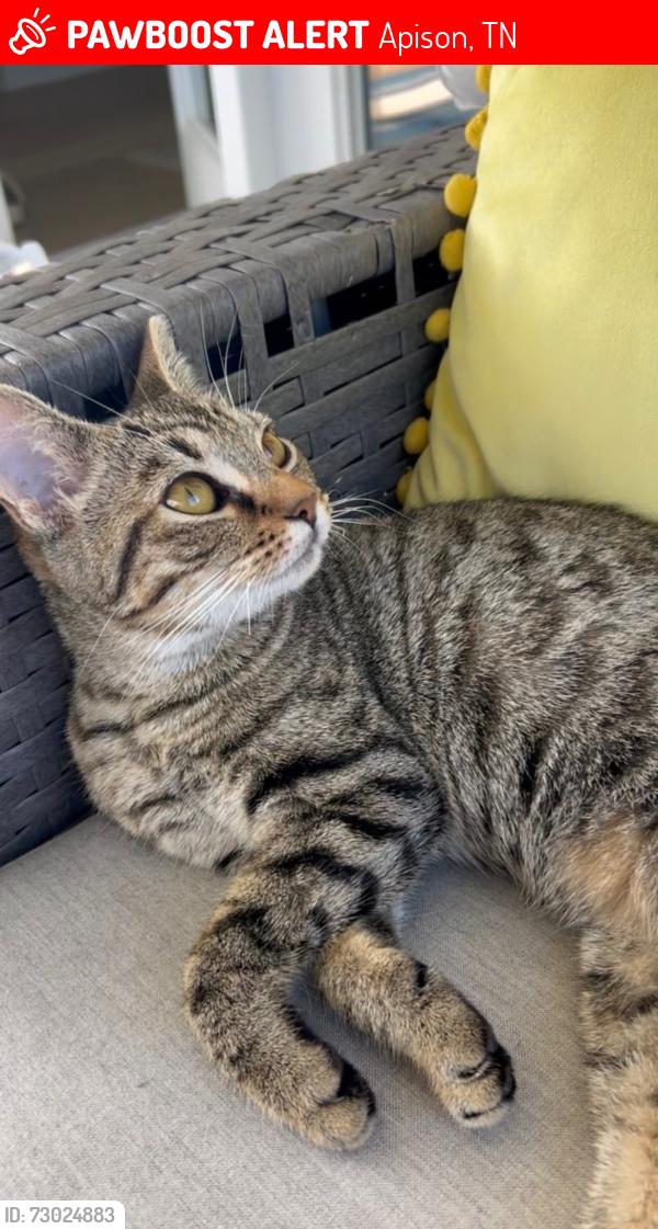 Lost Female Cat last seen Apison Pike And Alabama, Apison, TN 37302