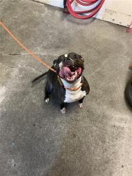 Shelter Stray Female Dog last seen LA MANCHA WAY & CREEK CENTER CT, 2127 Front St, Sacramento, CA 95818, USA