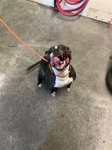 Shelter Stray Female Dog last seen LA MANCHA WAY & CREEK CENTER CT, 2127 Front St, Sacramento, CA 95818, USA