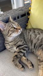 Lost Female Cat last seen Apison Pike And Alabama, Apison, TN 37302