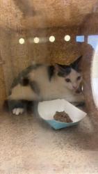 Shelter Stray Unknown Cat last seen 24TH ST & 24TH STREET BYP, 2127 Front St, Sacramento, CA 95818, USA