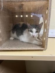 Shelter Stray Unknown Cat last seen 24TH ST & 24TH STREET BYP, 2127 Front St, Sacramento, CA 95818, USA