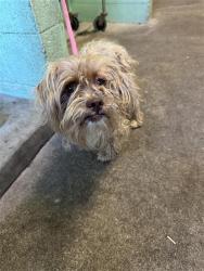 Shelter Stray Male Dog last seen BECKET WY & CALLE ROYAL WAY, 2127 Front St, Sacramento, CA 95818, USA