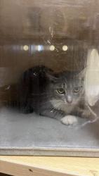 Shelter Stray Female Cat last seen 24TH ST & 24TH STREET BYP, 2127 Front St, Sacramento, CA 95818, USA