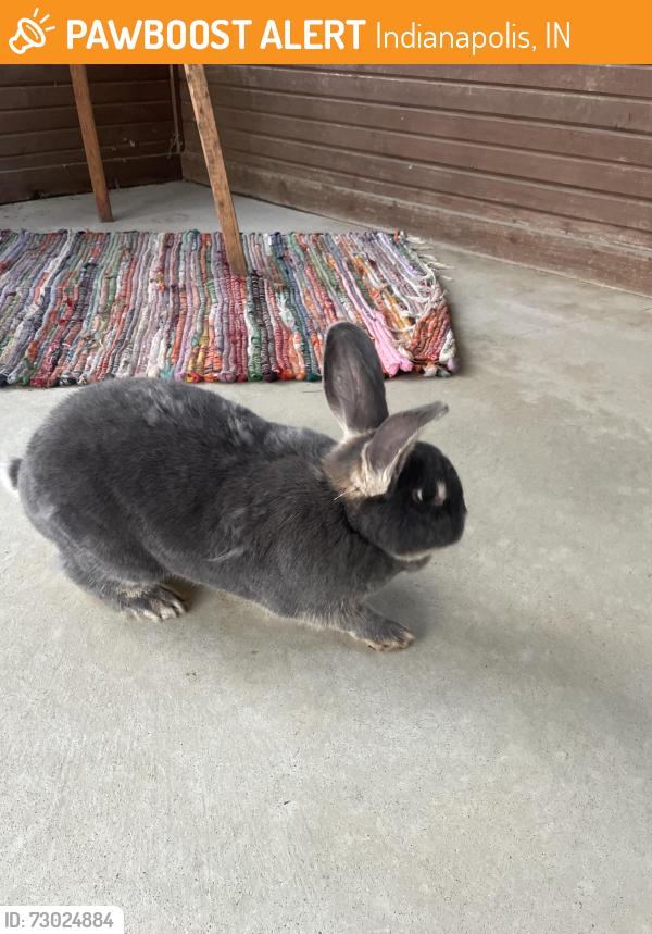 Found/Stray Unknown Rabbit last seen Corner of gunyon way and gunyon court, Indianapolis, IN 46237