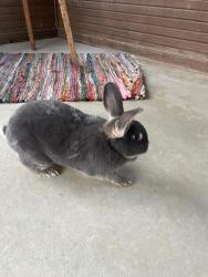 Found/Stray Unknown Rabbit last seen Corner of gunyon way and gunyon court, Indianapolis, IN 46237