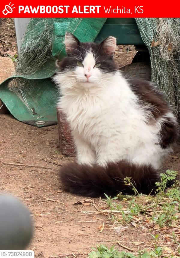 Lost Male Cat last seen 21st north arkansas, Wichita, KS 67204
