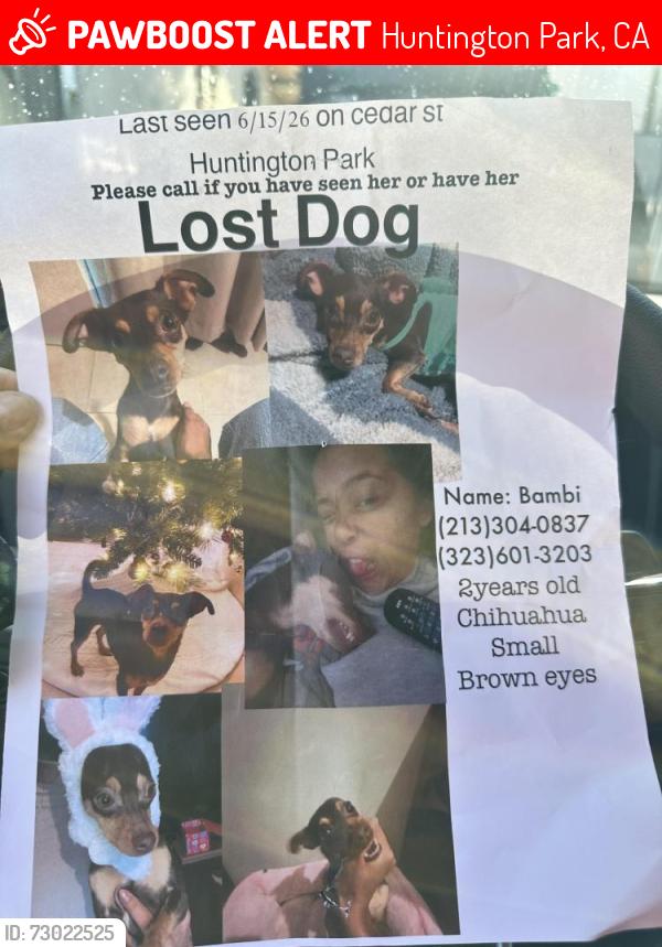 Lost Female Dog last seen Randolph Street and gage streat, Huntington Park, CA 90255