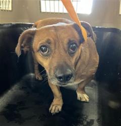 Shelter Stray Male Dog last seen Near BLOCK N BRUNSWICK AVE 93722, 5277 E Airways Blvd, Fresno, CA 93727, USA