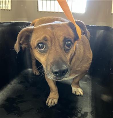 Shelter Stray Male Dog last seen Near BLOCK N BRUNSWICK AVE 93722, 5277 E Airways Blvd, Fresno, CA 93727, USA