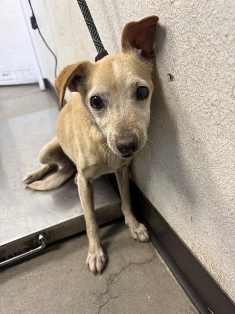 Shelter Stray Female Dog last seen Near BLOCK N PLEASANT AVE FRESNO, CA 93705, 5277 E Airways Blvd, Fresno, CA 93727, USA