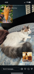 Lost Female Cat last seen east mckinley and east 43rd street, last down the hill from Verlo Playfield, Tacoma, WA 98404