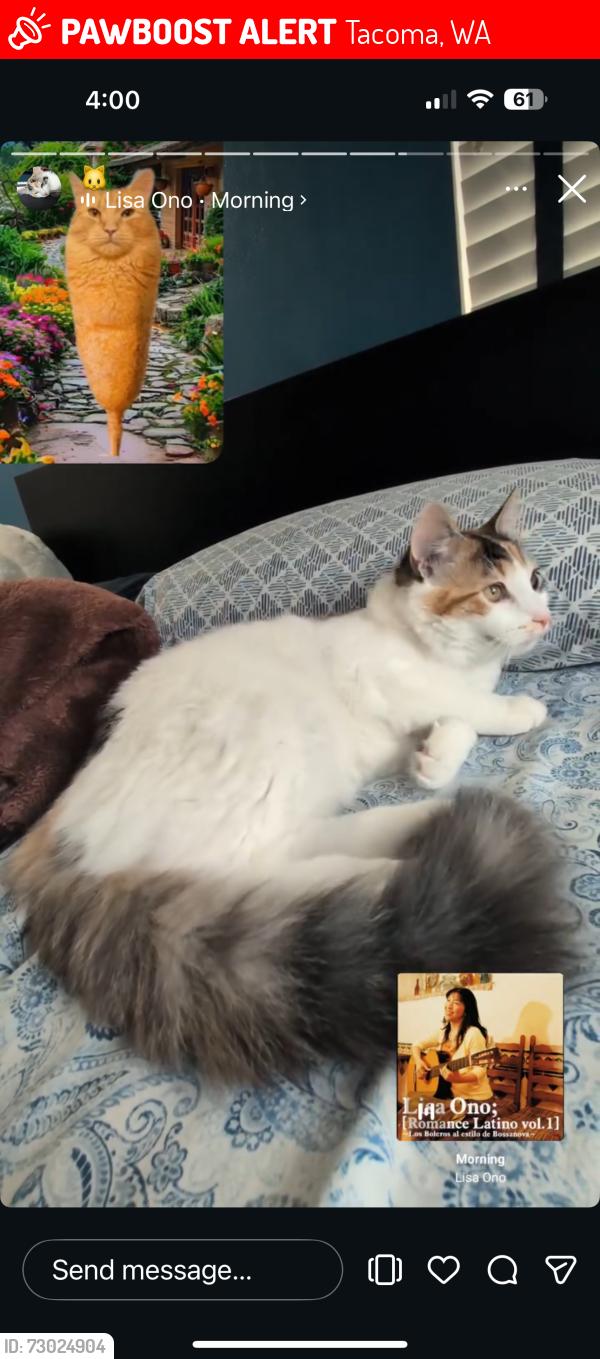 Lost Female Cat last seen east mckinley and east 43rd street, last down the hill from Verlo Playfield, Tacoma, WA 98404