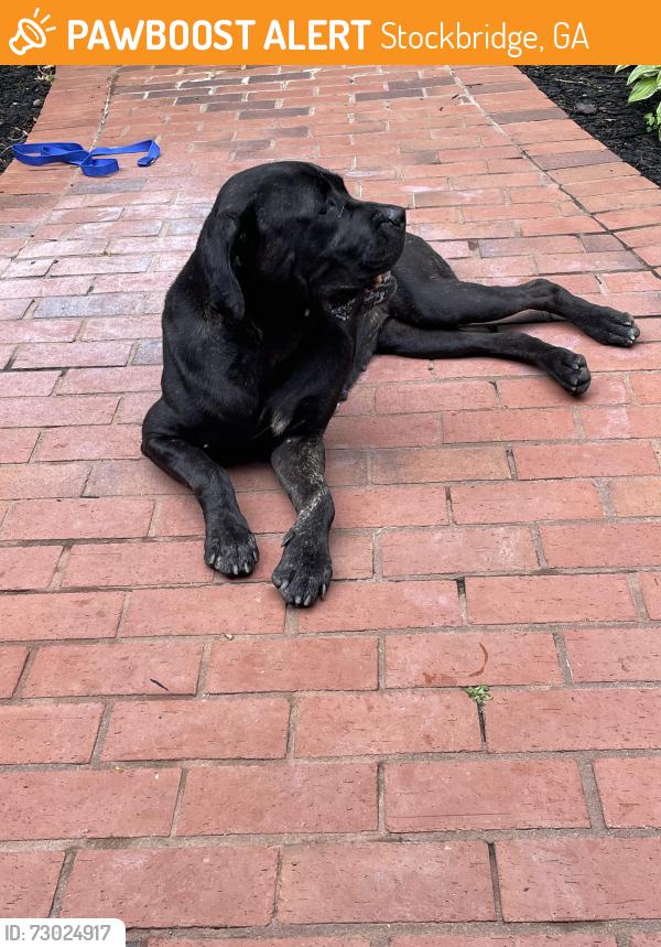 Found/Stray Female Dog last seen Millers mill, Stockbridge, GA 30281