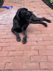 Found/Stray Female Dog last seen Millers mill, Stockbridge, GA 30281