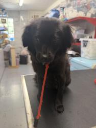 Reunited Female Dog last seen Packard and Masselin , Los Angeles, CA 90019