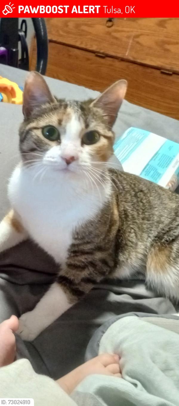 Lost Female Cat last seen The Lakes apmt, Building 8014 (belongs in building 7813 32D), Tulsa, OK 74136