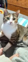 Lost Female Cat last seen The Lakes apmt, Building 8014 (belongs in building 7813 32D), Tulsa, OK 74136