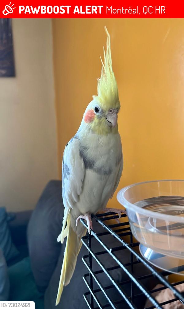 Lost Male Bird last seen Rue de Compiègne et rue de Cluny, Montréal, QC H1R
