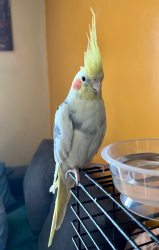 Lost Male Bird last seen Rue de Compiègne et rue de Cluny, Montréal, QC H1R