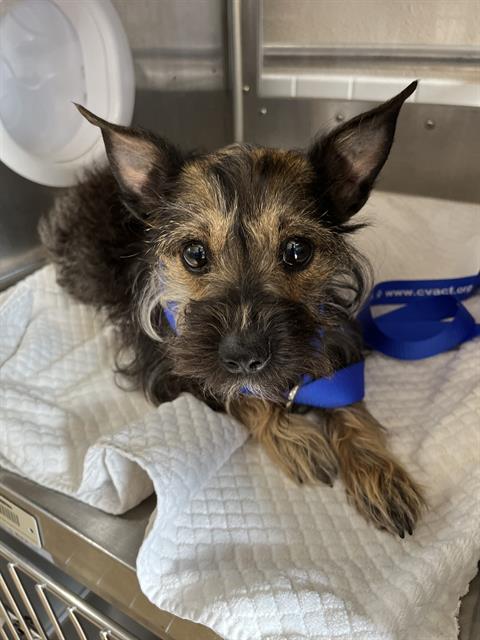 Shelter Stray Female Dog last seen PALOMAR ST AND INDUSTRIAL BLVD, 130 Beyer Way, Chula Vista, CA 91911, USA