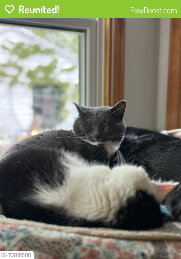Reunited Male Cat last seen Holt Ave and Burrell Street, Milwaukee, WI 53207