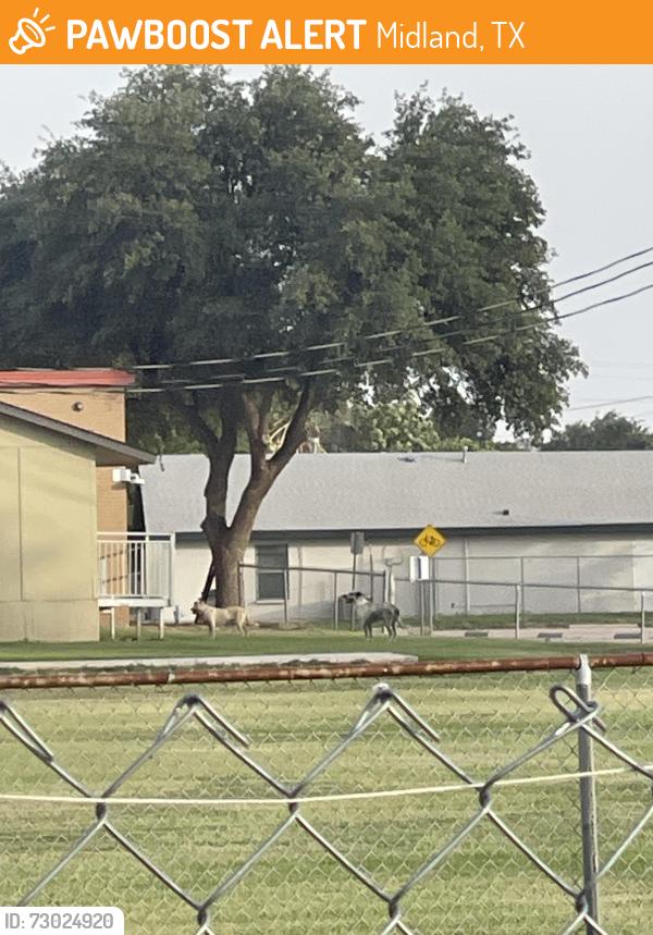 Found/Stray Unknown Dog last seen De Zavala elementary school park, old lamesa rd, Midland, TX 79701