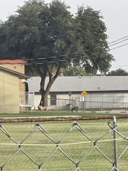 Found/Stray Unknown Dog last seen De Zavala elementary school park, old lamesa rd, Midland, TX 79701