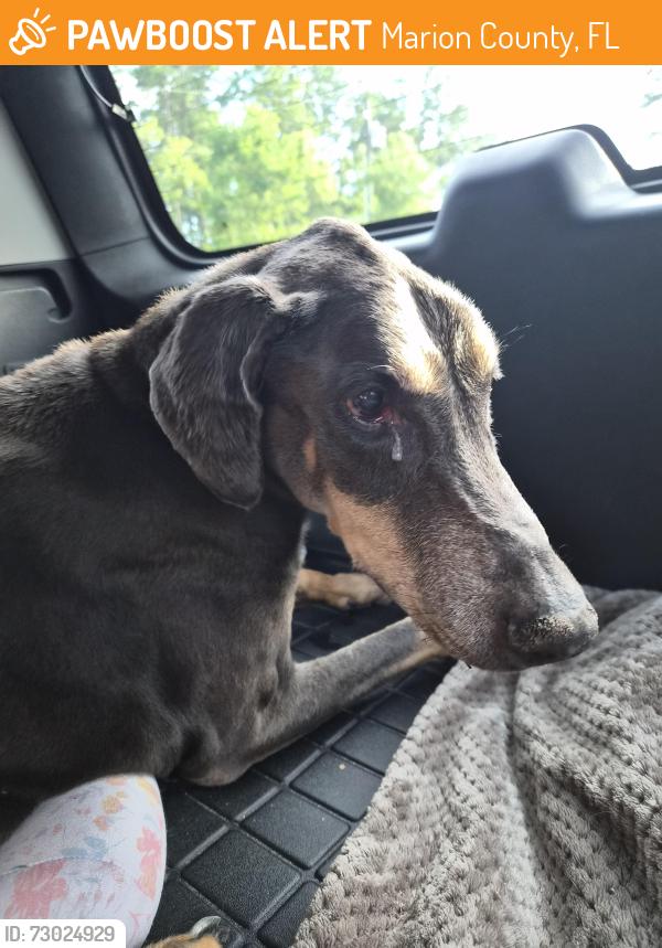 Found/Stray Female Dog last seen Hwy 484 marion oaks, Marion County, FL 34481