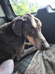 Found/Stray Female Dog last seen Hwy 484 marion oaks, Marion County, FL 34481