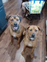 Lost Male Dog last seen Hughes rd, Houston, TX 77089