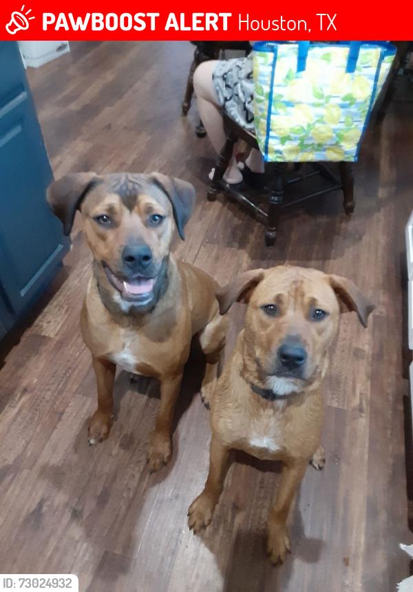 Lost Male Dog last seen Hughes rd, Houston, TX 77089
