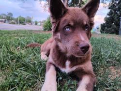 Lost Male Dog last seen Bowman and Irma, Northglenn, CO 80233