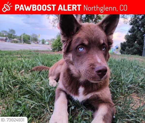 Lost Male Dog last seen Bowman and Irma, Northglenn, CO 80233