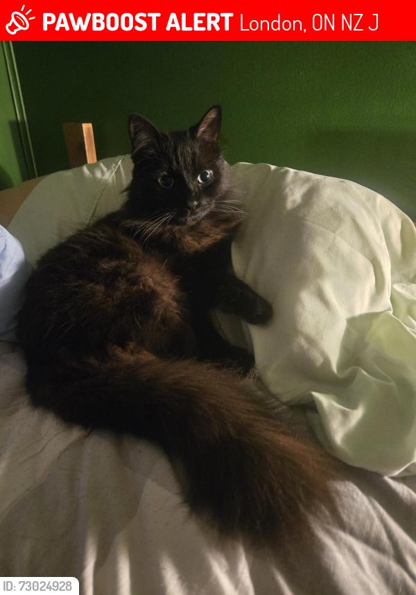 Lost Female Cat last seen Deveron, London, ON N5Z 4J6
