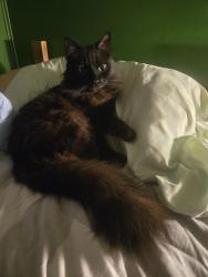Lost Female Cat last seen Deveron, London, ON N5Z 4J6