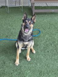 Shelter Stray Female Dog last seen White Rock Rd, Rancho Cordova, CA, 6201 Florin Perkins Rd, Sacramento, CA 95828, USA