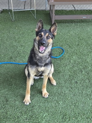 Shelter Stray Female Dog last seen White Rock Rd, Rancho Cordova, CA, 6201 Florin Perkins Rd, Sacramento, CA 95828, USA