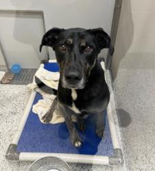 Shelter Stray Male Dog last seen Near MLK Jr Dr. SW, Atlanta, GA, 1251 Fulton Industrial Blvd NW, Atlanta, GA 30336, USA