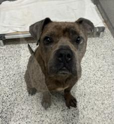 Shelter Stray Male Dog last seen Near muse st, Atlanta, GA, 1251 Fulton Industrial Blvd NW, Atlanta, GA 30336, USA