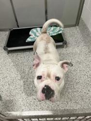 Shelter Stray Male Dog last seen Near Hartford ave, Atlanta, GA, 1251 Fulton Industrial Blvd NW, Atlanta, GA 30336, USA